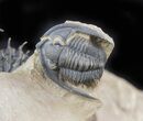 Superbly Prepared Walliserops Trilobite With Diademaproetus #47356-5
